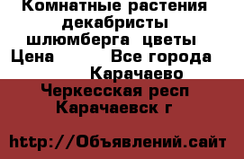 Комнатные растения, декабристы (шлюмберга) цветы › Цена ­ 300 - Все города  »    . Карачаево-Черкесская респ.,Карачаевск г.